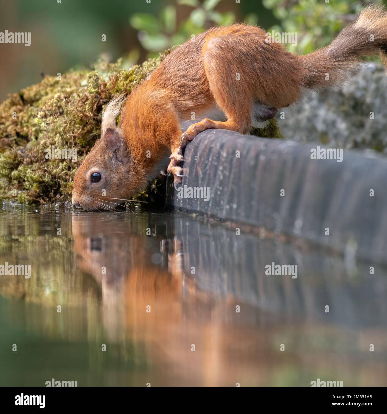 Eine niedrige Nahaufnahme eines roten Eichhörnchens, das aus einem Pool trinkt. Es hat eine Reflexion im Wasser Stockfoto