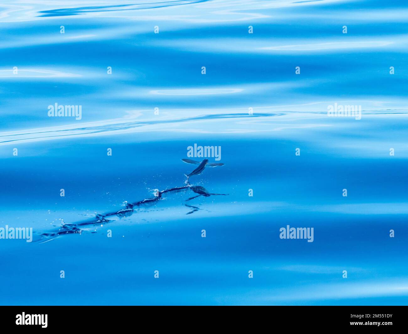 Fliegende Fische auf dem Glasmeer im Korallenmeer Papua-Neuguinea 2022 Stockfoto
