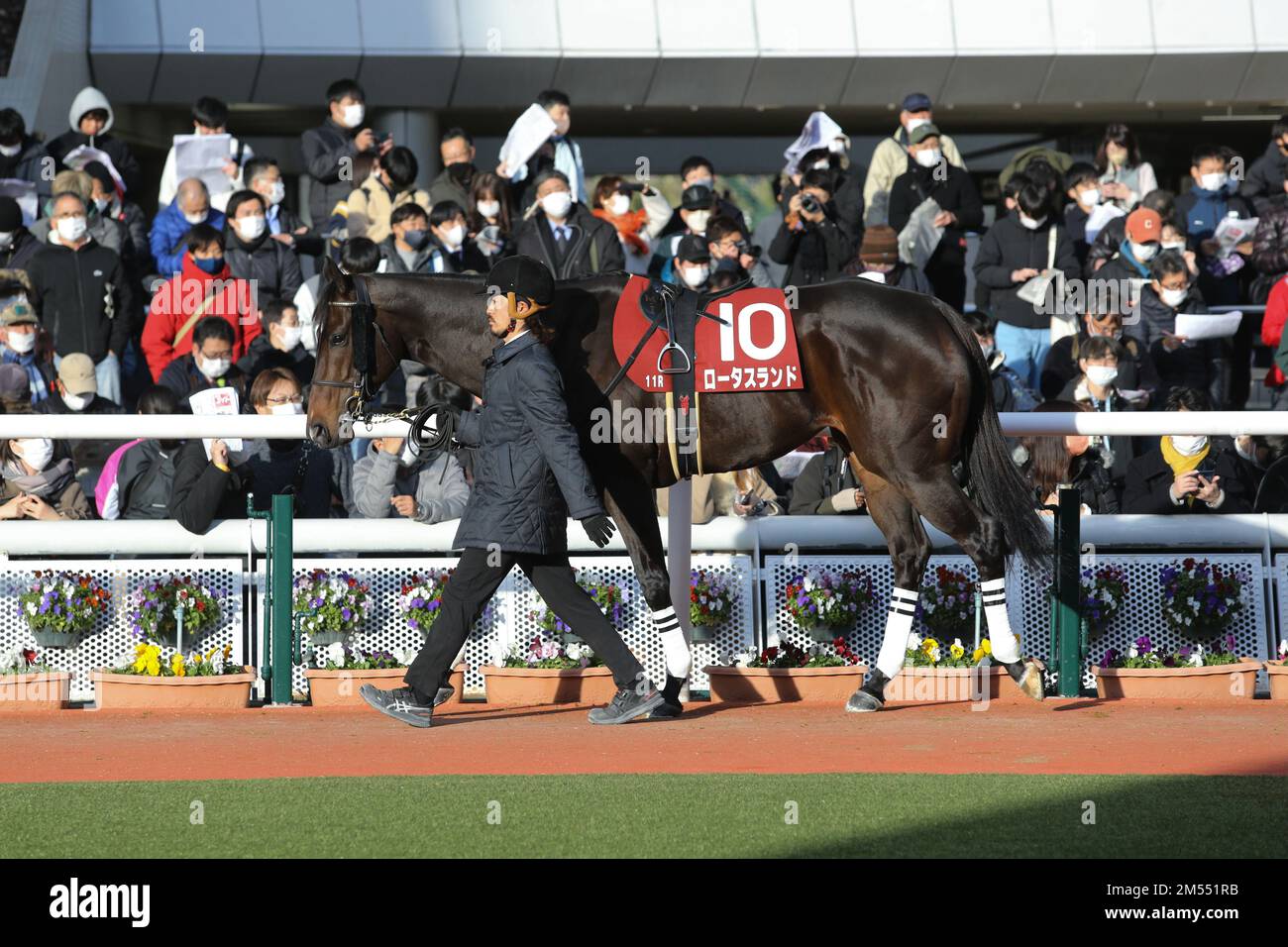 Hyogo, Japan. 24. Dezember 2022. Lotus Land wird vor dem Hanshin Cup auf der Hanshin Racecourse in Hyogo, Japan, am 24. Dezember 2022 durch die Koppel geführt. Kredit: Eiichi Yamane/AFLO/Alamy Live News Stockfoto