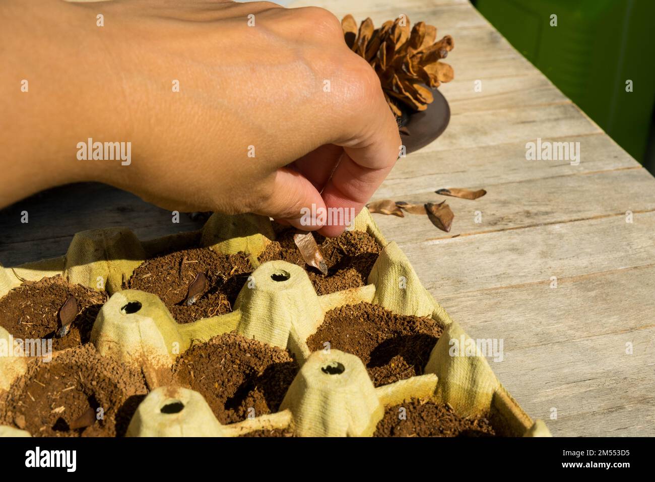 Die Zapfsamen Pflanzen, Baumarten im Garten anbauen. Vermehrung in der Forstwirtschaft. Forstwirtschaft. Waldzucht und Waldplanti Stockfoto