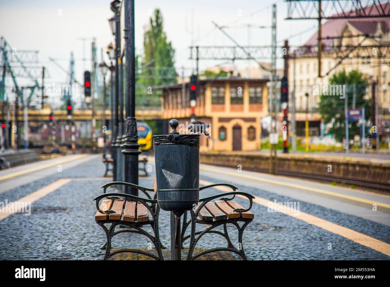 Eine Drecksau sitzt am Rand eines Mülleimers. Bahnhof und Eisenbahnen in Gdynia, Polen Stockfoto