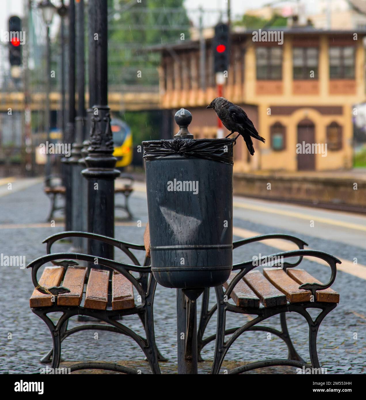 Der Drecksack sitzt auf einem Müllcontainer aus Metall. Bahnhof und Eisenbahnen in Gdynia, Polen Stockfoto