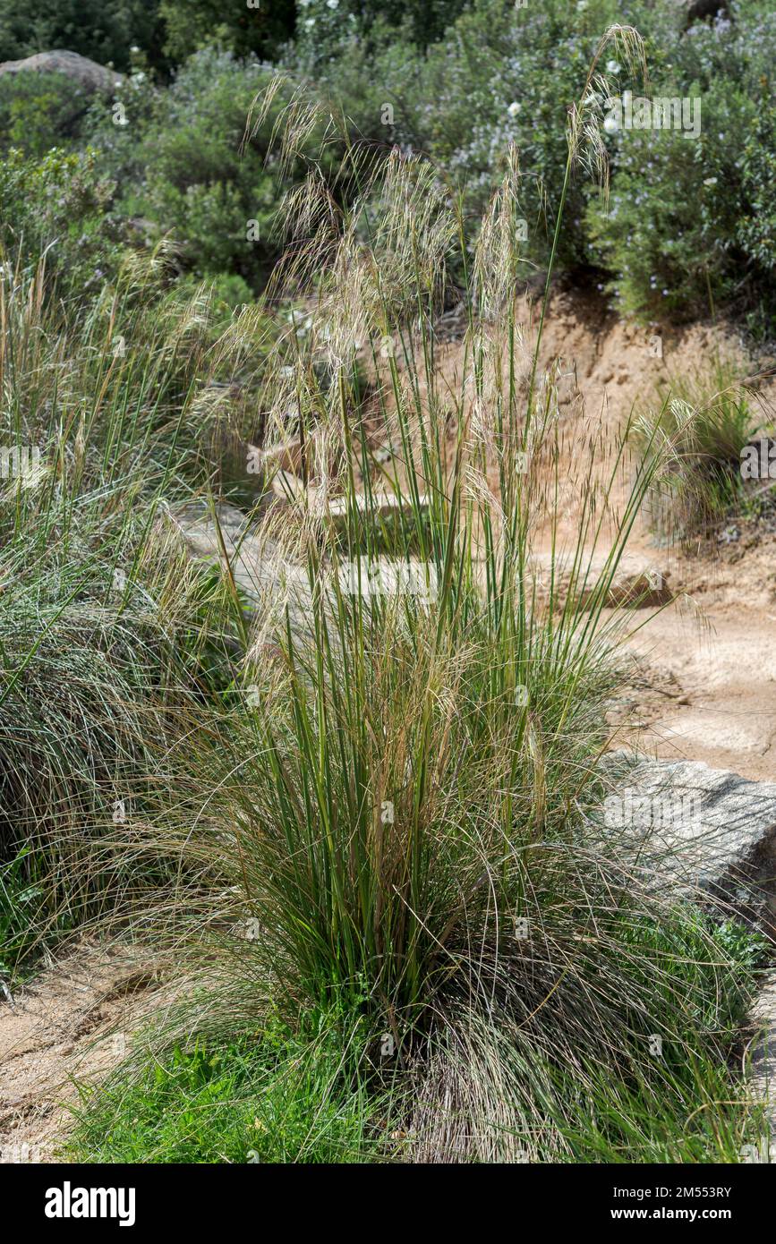 Riesiges Federgras, Stipa gigantea. Foto aufgenommen in Guadarrama Mountains, La Pedriza, Madrid, Spanien Stockfoto