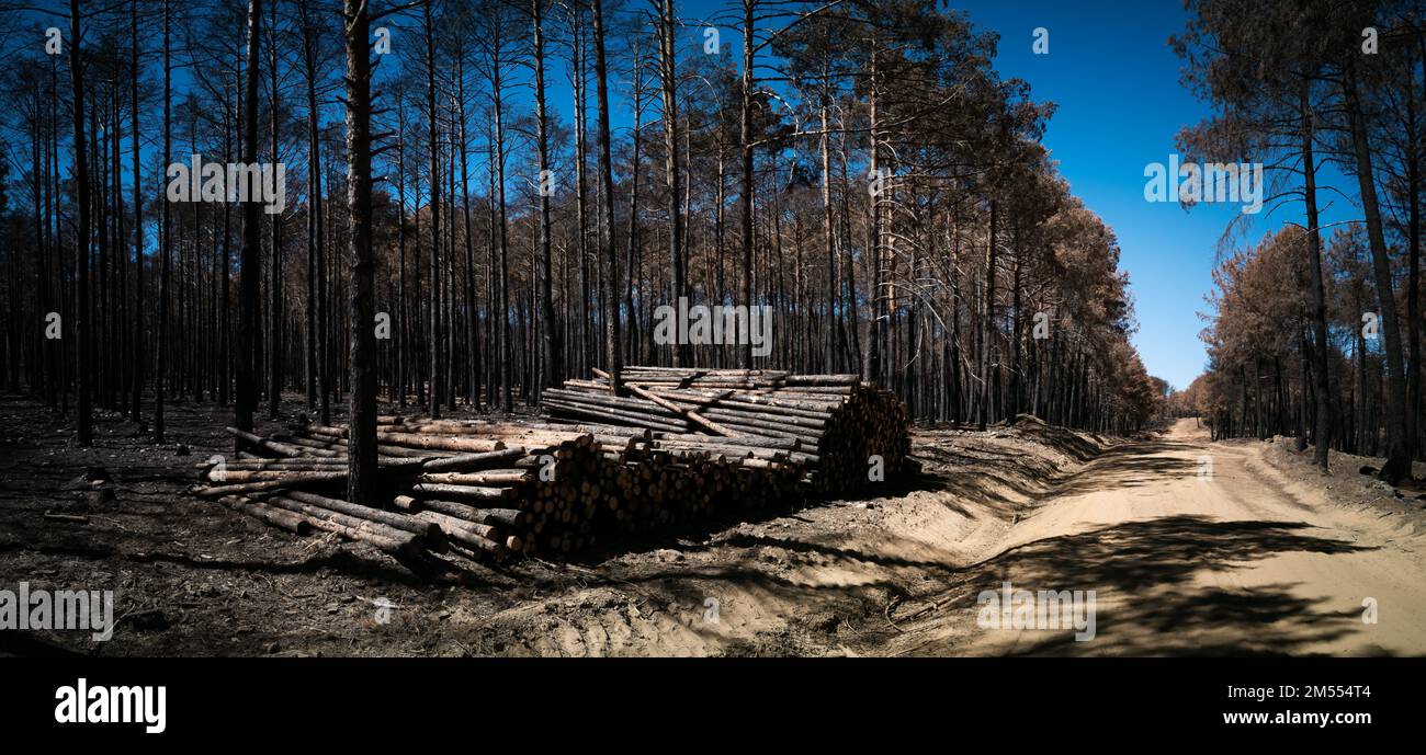 Baumstämme und verbrannter Kiefernwald Panorama Stockfoto