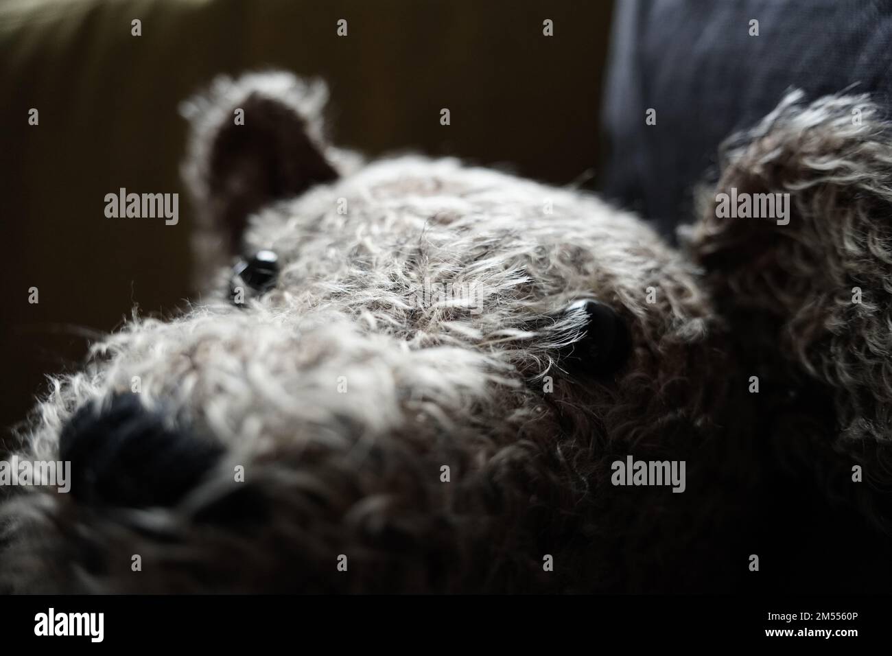 Eine Nahaufnahme des sanften, liebenswerten Wire Fox Terrier-Gesichts mit traurigem Ausdruck Stockfoto
