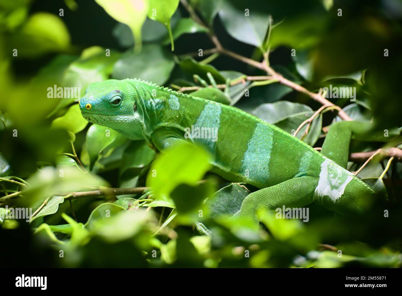 Männlicher Lau-Bänder-Leguan (Brachylophus fasciatus) in üppiger grüner Vegetation. Stockfoto