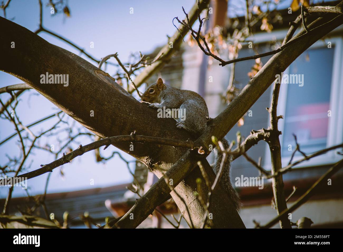 Ein Eichhörnchen in London. Kredit: Sinai Noor / Alamy Stock Photo Stockfoto