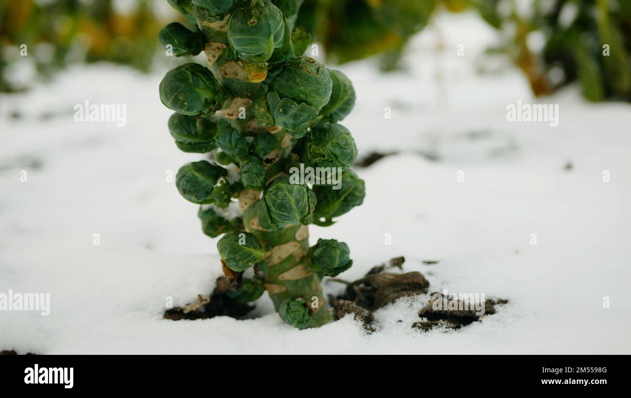 Rosenkohl/Kohlsprossen Farm Ernte Bio Winter Schneeernteanlage Brassica oleracea Gemüsekohl Blattpflanze landwirtschaftlicher Anbau Pflanzen Pflanzen, Stockfoto