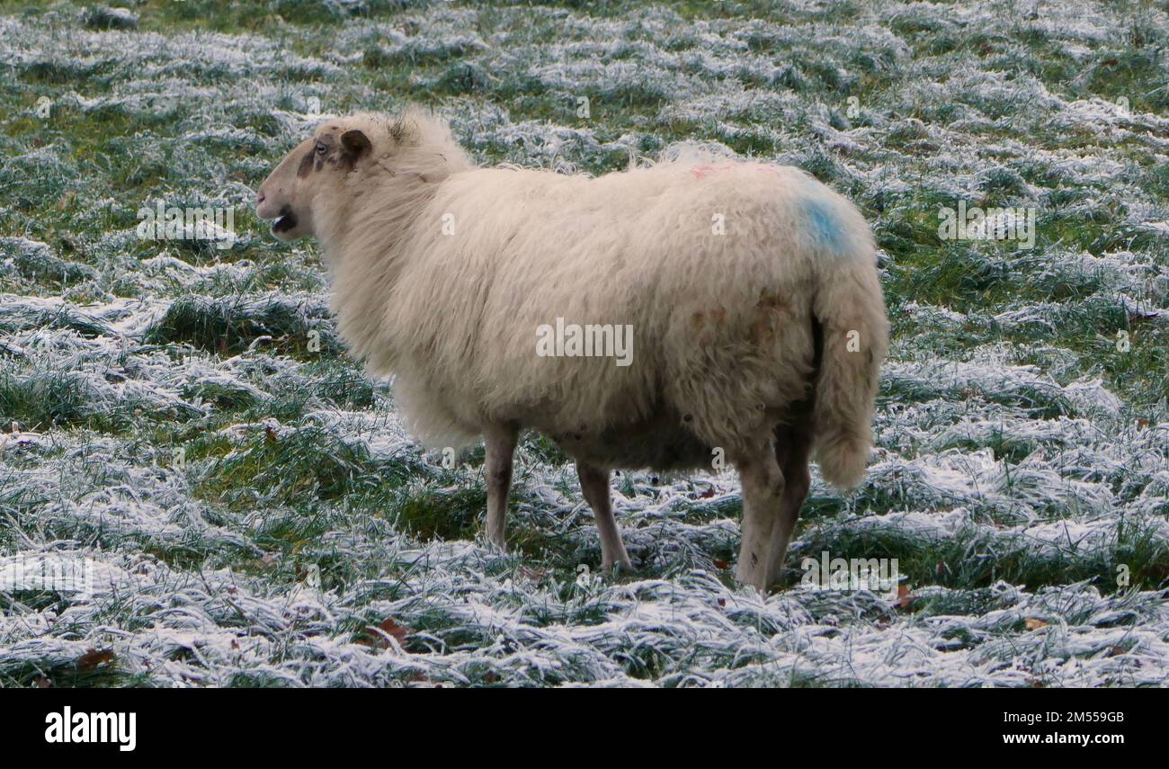 Blau markierte Schafe, die auf einer schneebedeckten Wiese stehen und jammern. Es ist ein Bentheimer Landschaf. Stockfoto