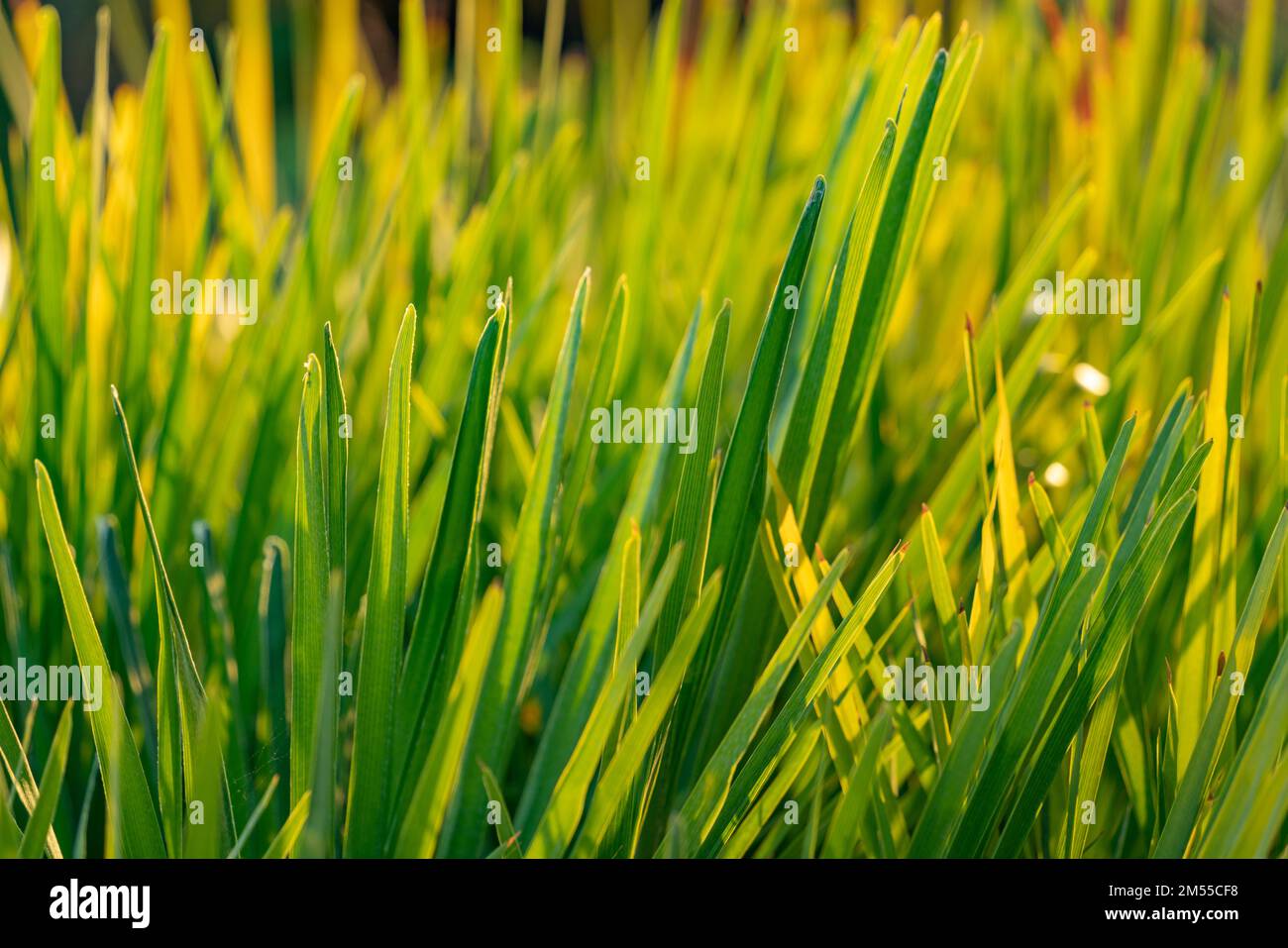 Vollformataufnahme von sonnigen, beleuchteten Grasblättern Stockfoto