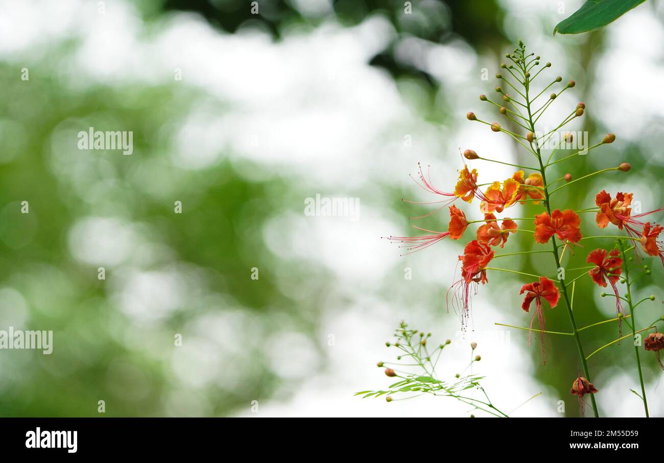 Blumen der Art Poinciana regia oder Delonix regia isoliert auf weißem Hintergrund. Die gebräuchlichsten Namen sind: royal poinciana, extravagant, Acacia rubra, phoenix f Stockfoto