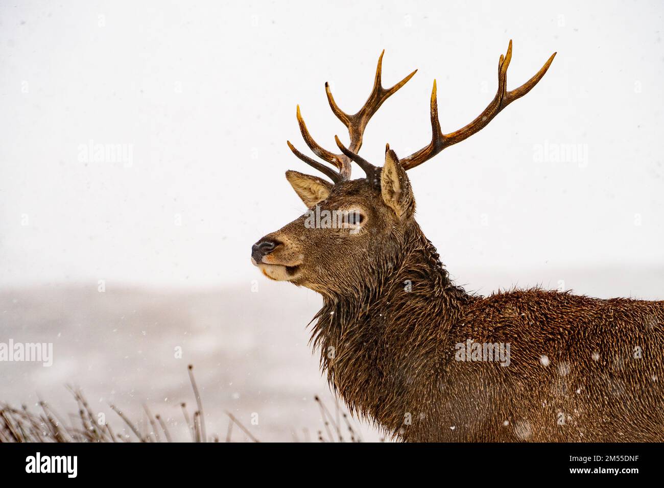 Glen Coe, Schottland, Großbritannien. 26. Dezember 2022 Rotwild im Kingshouse Hotel in Glen Coe. Am zweiten Weihnachtsfeiertag fiel in den schottischen Highlands schwerer Schnee auf höherem Boden. Iain Masterton/Alamy Live News Stockfoto