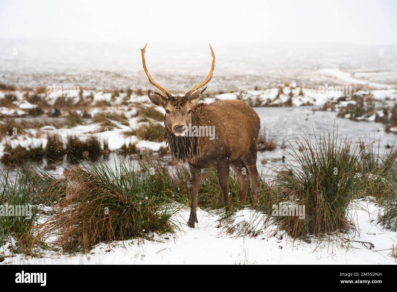 Glen Coe, Schottland, Großbritannien. 26. Dezember 2022 Rotwild im Kingshouse Hotel in Glen Coe. Am zweiten Weihnachtsfeiertag fiel in den schottischen Highlands schwerer Schnee auf höherem Boden. Iain Masterton/Alamy Live News Stockfoto