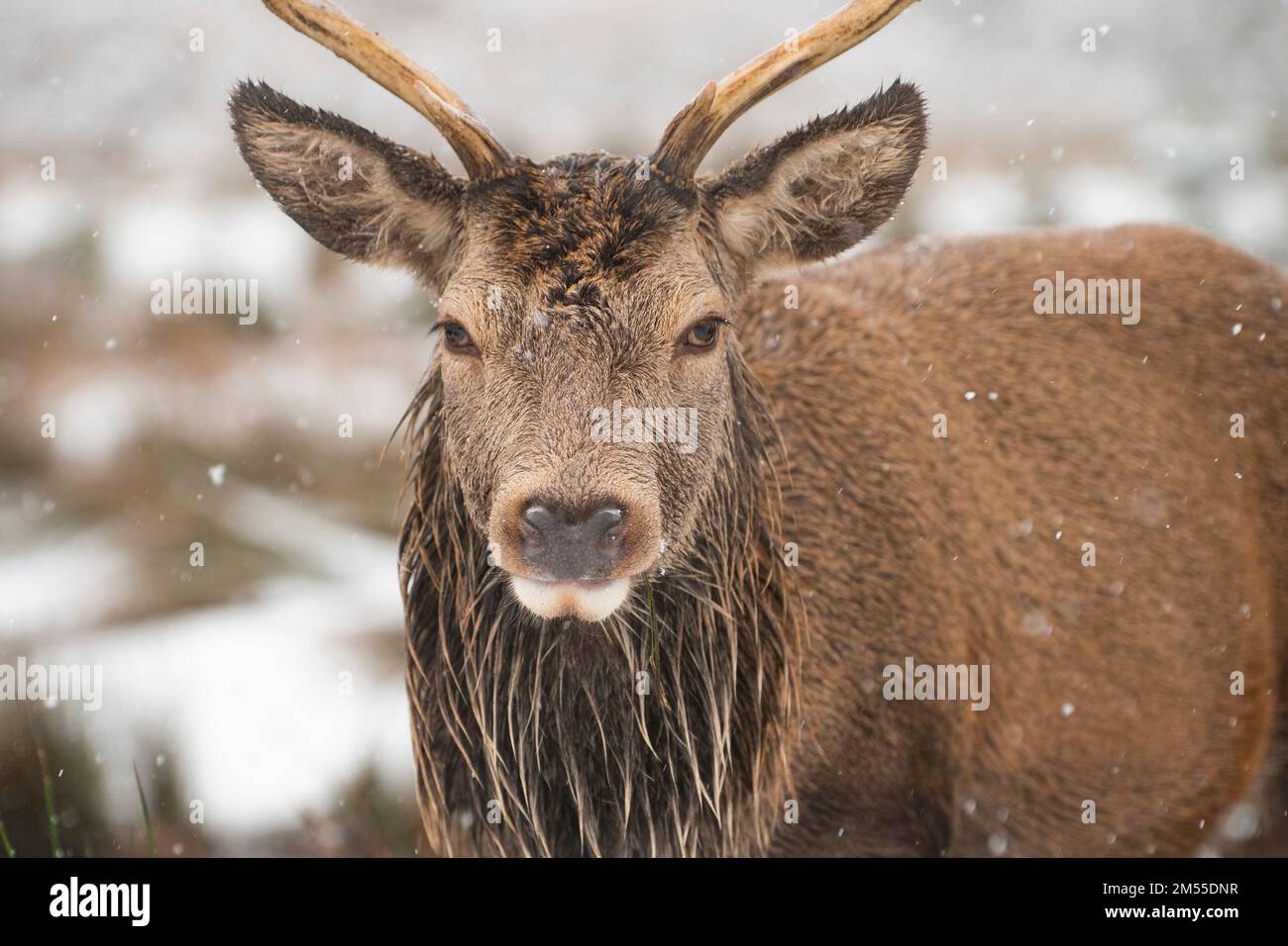 Glen Coe, Schottland, Großbritannien. 26. Dezember 2022 Rotwild im Kingshouse Hotel in Glen Coe. Am zweiten Weihnachtsfeiertag fiel in den schottischen Highlands schwerer Schnee auf höherem Boden. Iain Masterton/Alamy Live News Stockfoto