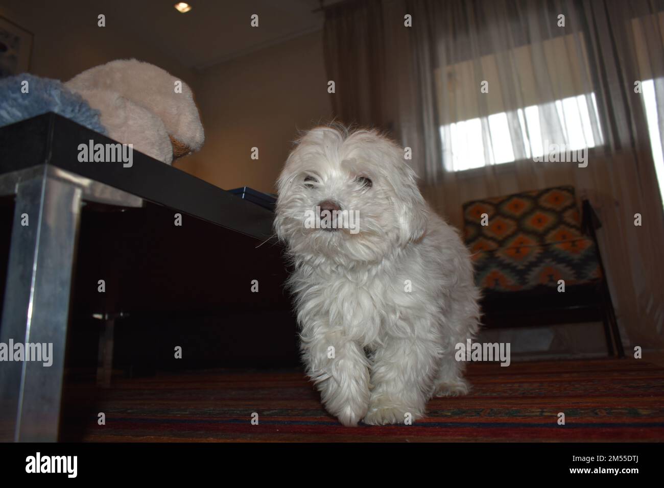 Maltesisch im Wohnzimmer (10 Jahre alt) Stockfoto