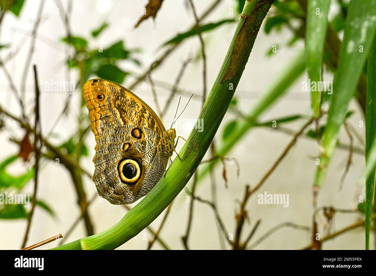 Ein Eule-Schmetterling, hoch oben auf dem Stiel einer Pflanze. Der große Augenfleck auf dem Flügel soll Raubtiere abschrecken. Stockfoto
