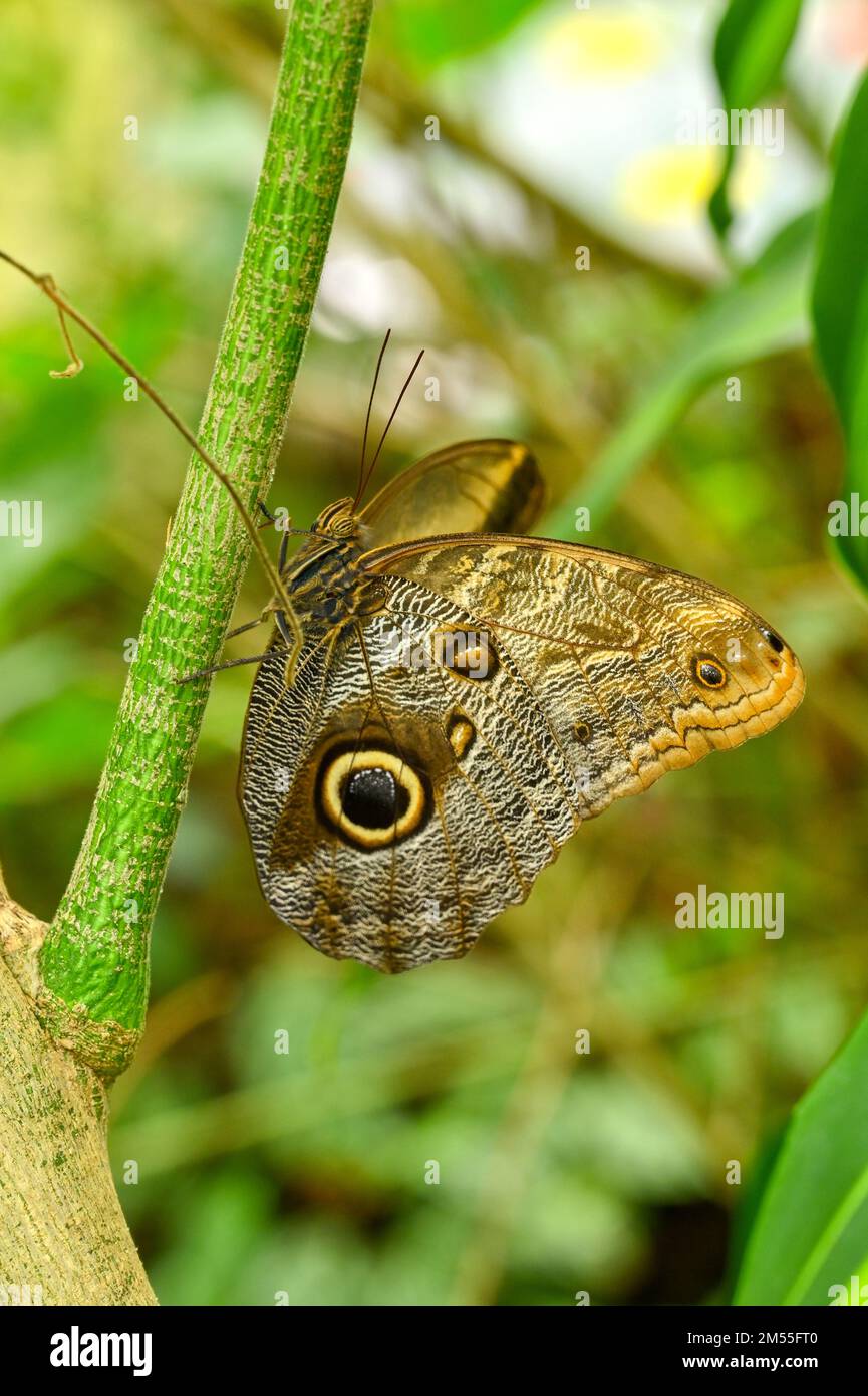 Ein Eule-Schmetterling, hoch oben auf dem Stiel einer Pflanze. Der große Augenfleck auf dem Flügel soll Raubtiere abschrecken. Stockfoto