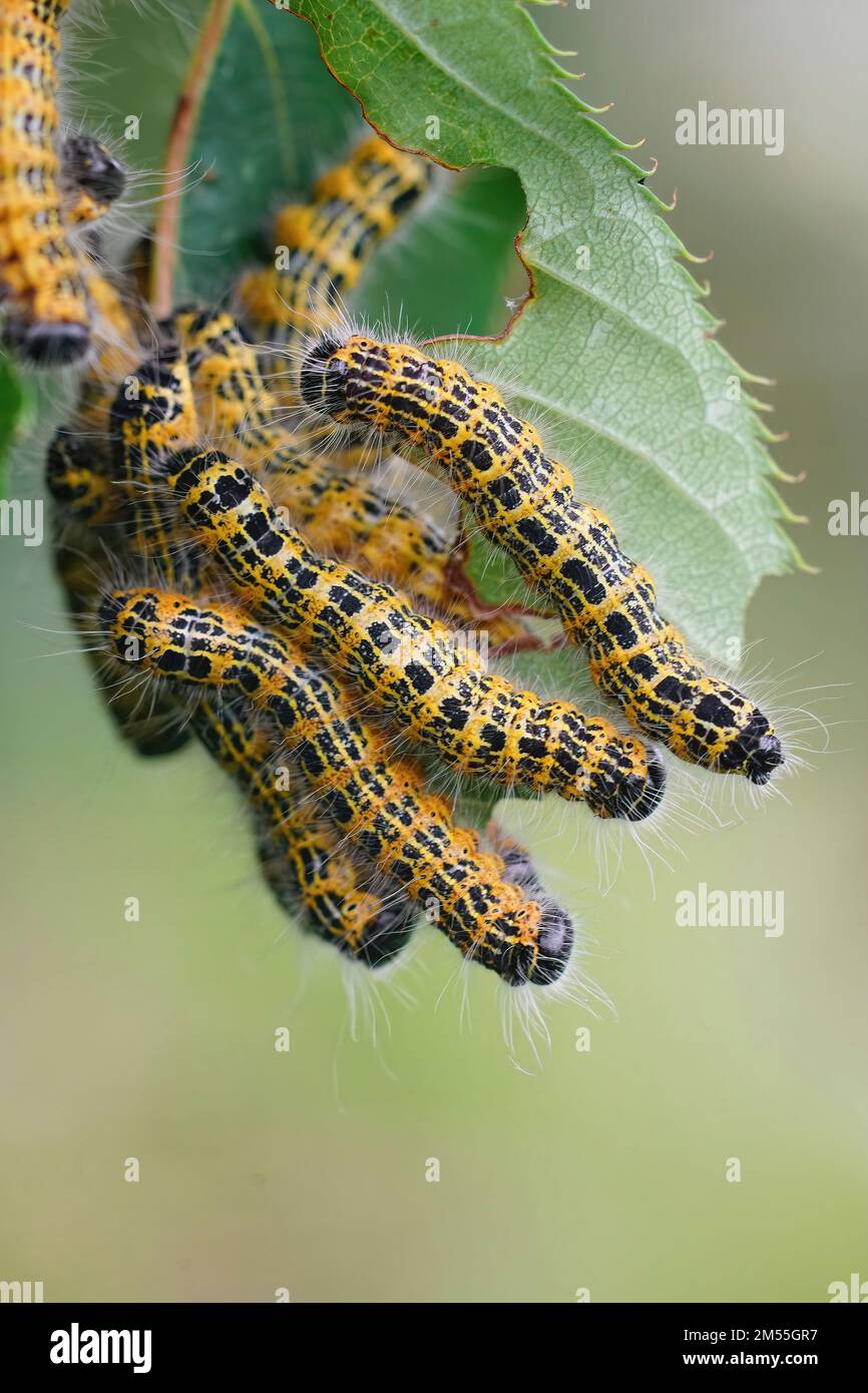 Natürliche Nahaufnahme über eine Vergrößerung der haarigen, gelben Raupen der Puffspitzenmotte, Phalera bucephala im Garten Stockfoto