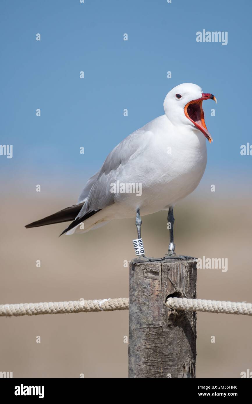 Audouin-Möwe, Larus audouinii, mit zwei Bändern an den Beinen, offener Mund, Ebro Delta, Katalonien, Spanien Stockfoto
