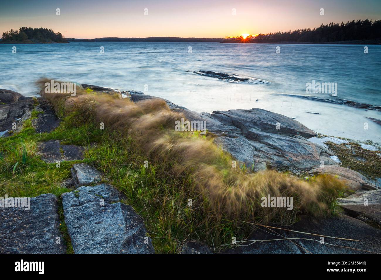 Windiges Wetter mit Gras in Bewegung und wunderschöner Sonnenuntergang im Herbst auf der Insel Østenrødøya im See Vansjø, Østfold, Norwegen, Skandinavien. Stockfoto