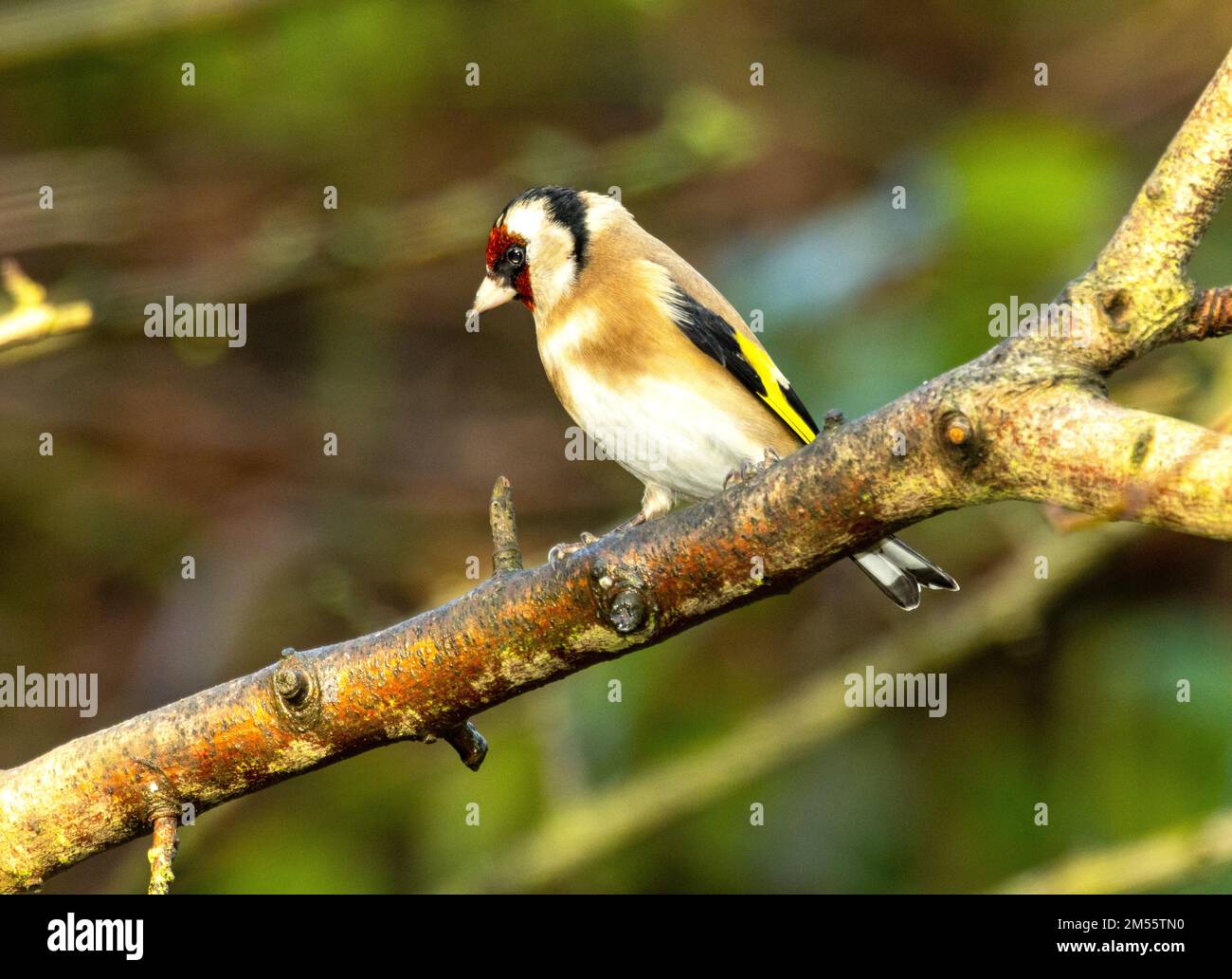 Als wunderschönes Mitglied der Finkenfamilie wird der europäische Goldfinch in den letzten Jahren immer häufiger in städtischen Gärten zu sehen sein Stockfoto