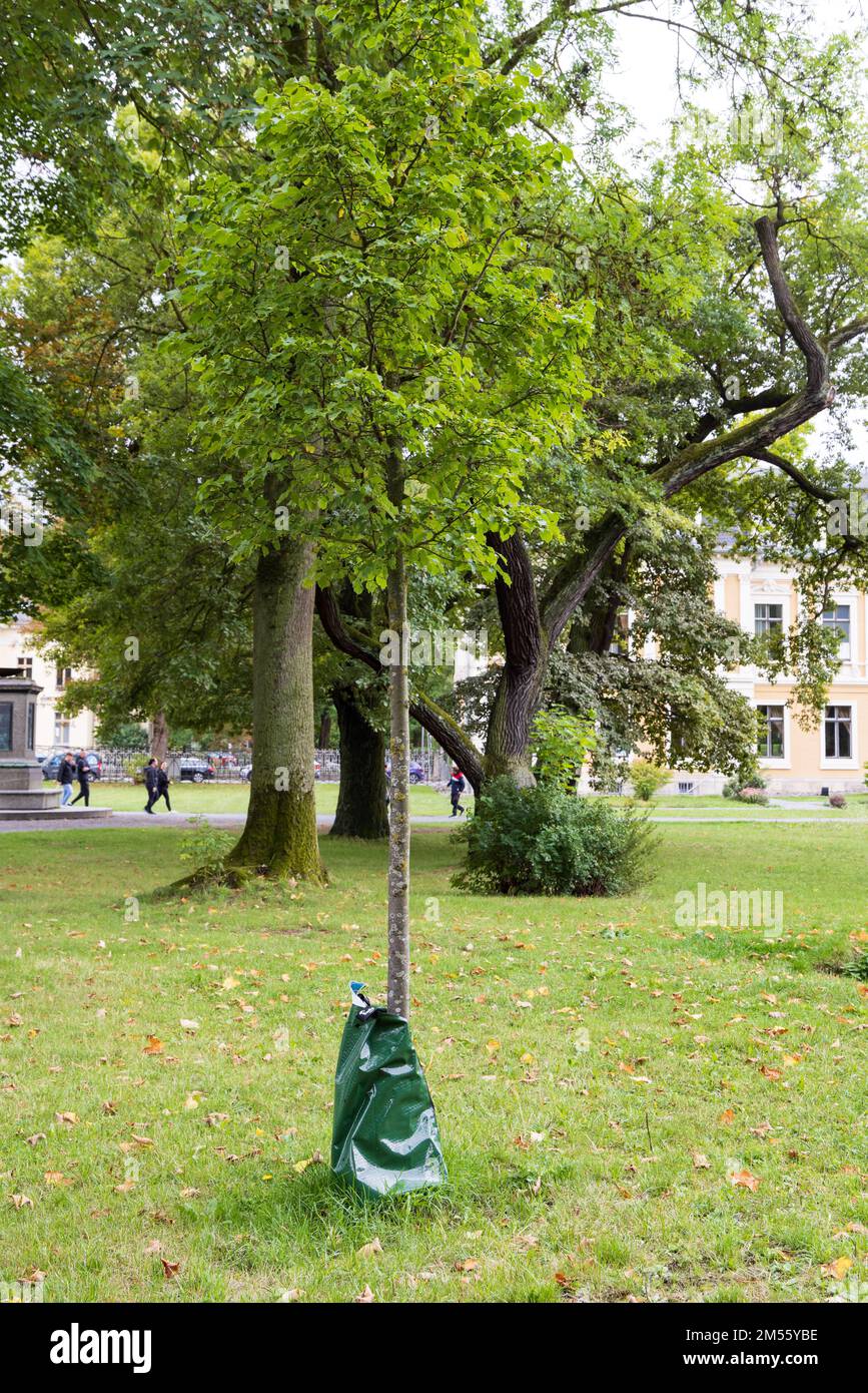 Meiningen, Deutschland - 15. September 2022: Wasserbeutel zur Bewässerung von Bäumen im Sommer im Raum Meiningen-Franken in Thüringen Stockfoto