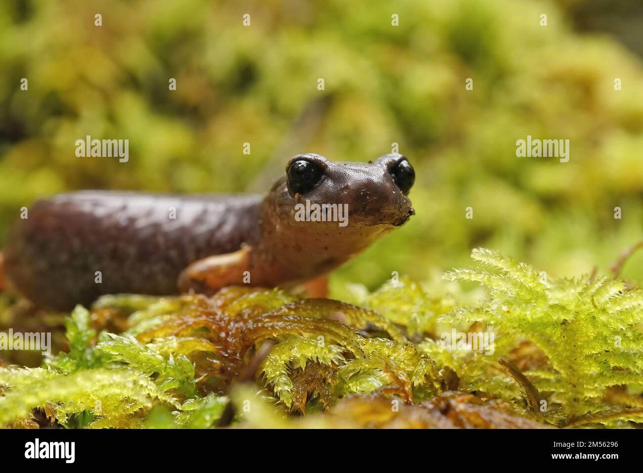 Eine Nahaufnahme eines Ensatina eschscholtzii Lunglmess Salamander aus Süd-Oregon Stockfoto