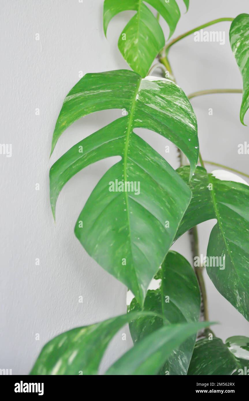 Epipremnum, Epipremnum pinnatum Variegata oder Epipremnum pinnatum