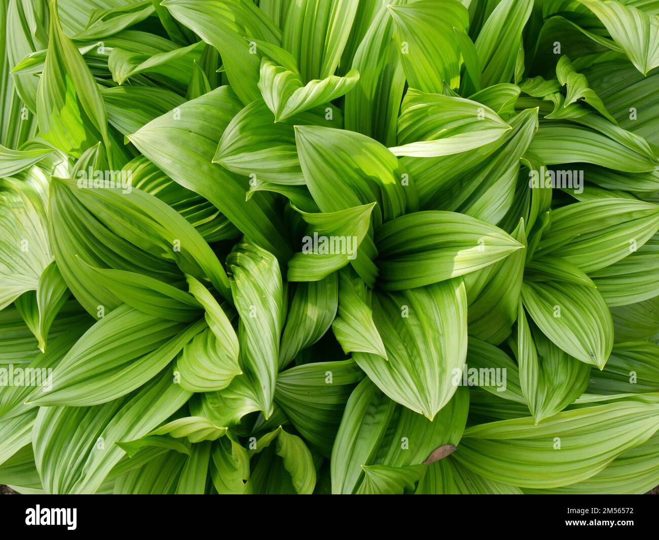 Nahaufnahme der Blätter von False Green Hellebore (Veratum viride) Stockfoto