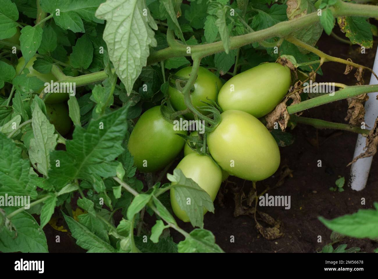 Grüne Tomaten wachsen in unserem Garten Stockfoto