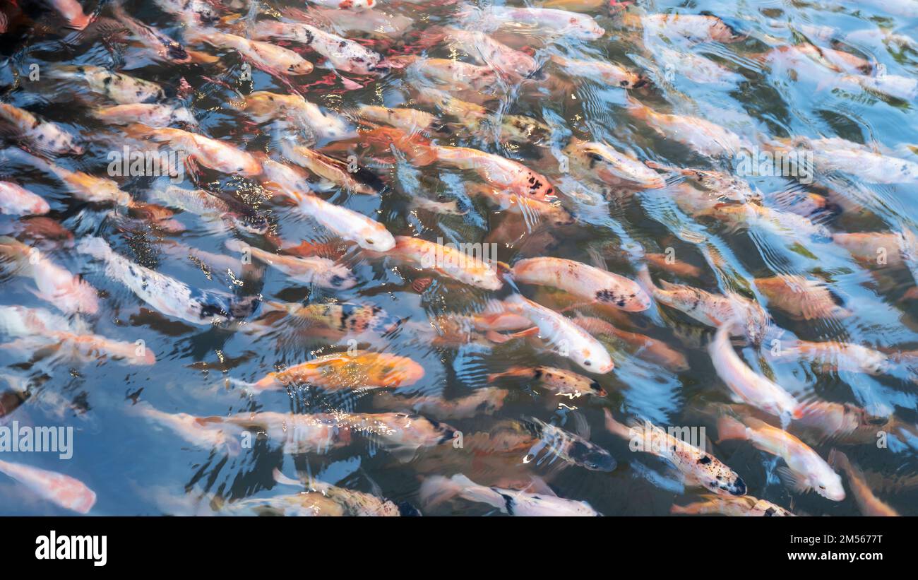 Eine Gruppe Goldfische, die in den Flüssen im Touristengebiet Bendhung Lepen zu finden sind Stockfoto