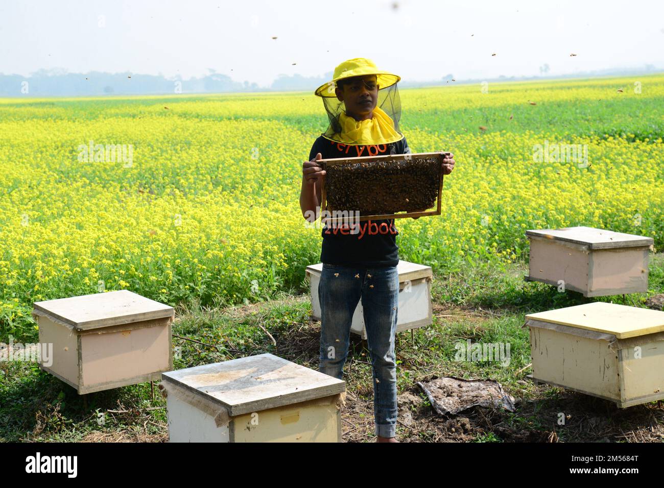 Dhaka, Bangladess. 23. Dezember 2022. Imker sammeln Honig von Bienen auf einem Feld mit gelben Senfblumen im Dorf Srinagar upazila im Bezirk Munshiganj. Am 23. dezember 2022 in Dhaka, Bangladesch. (Kreditbild: © S.A Masum/Eyepix via ZUMA Press Wire) Stockfoto