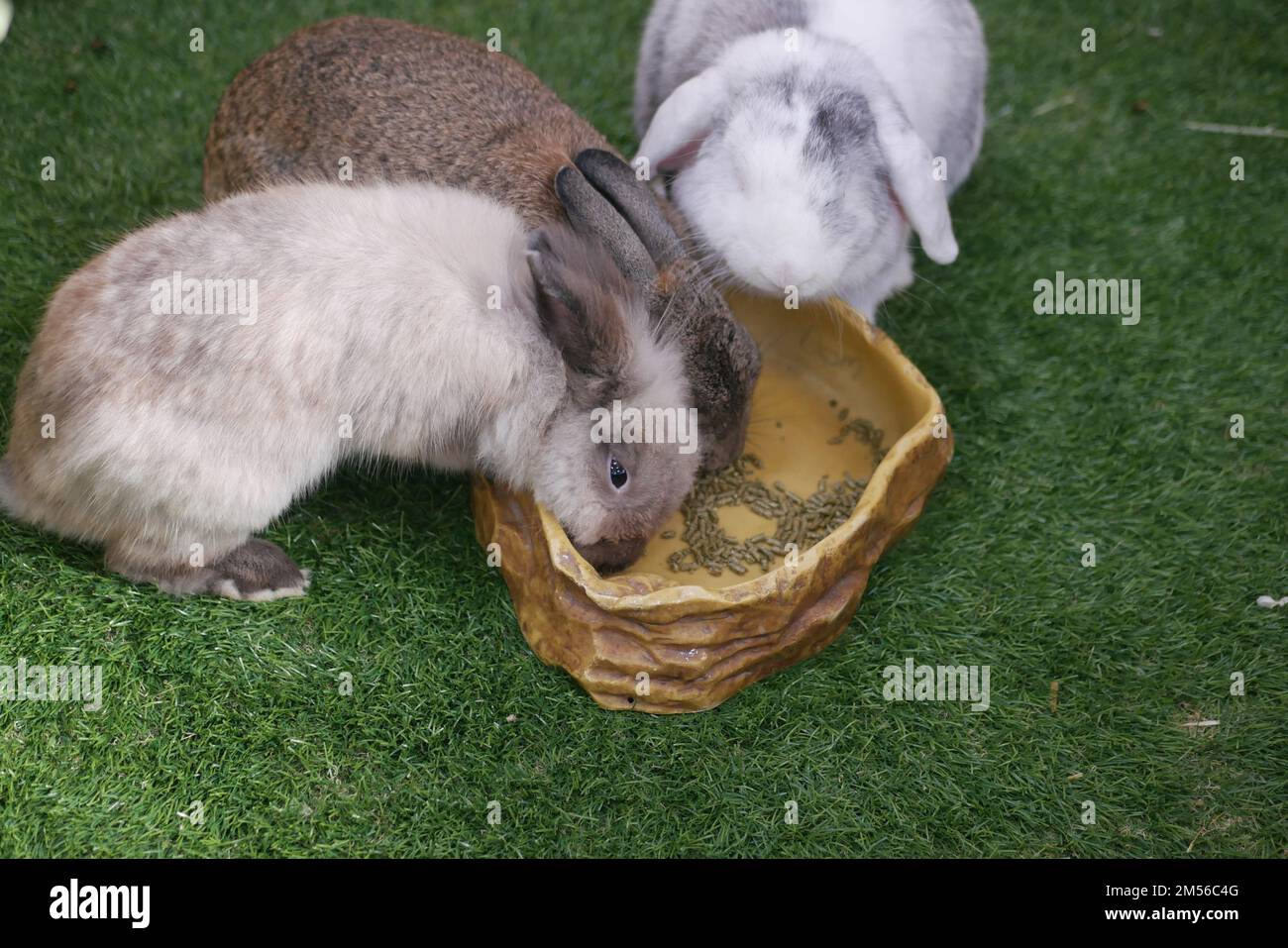 Ich Frage mich, ob Rabit Essen isst, Draufsicht Stockfoto