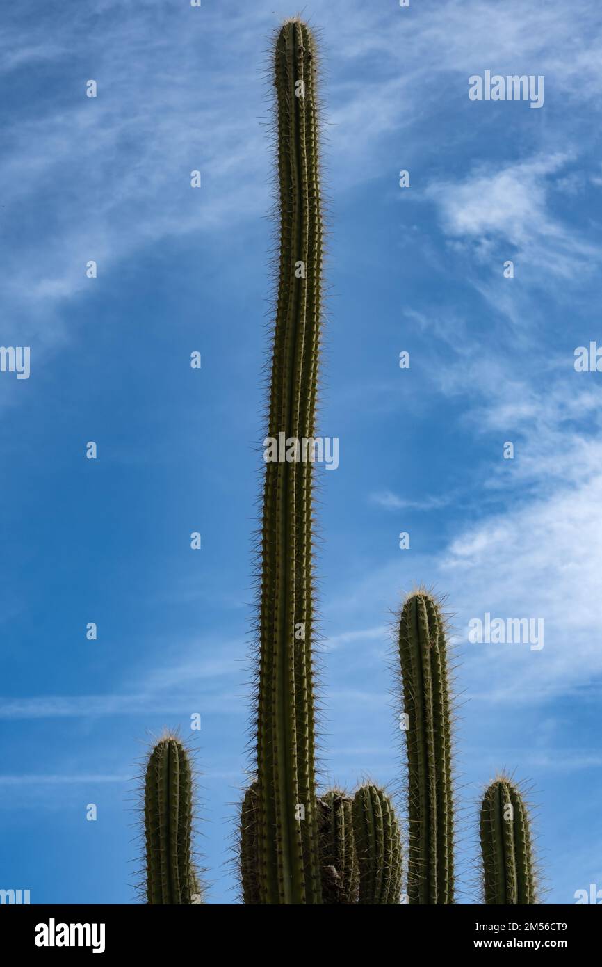 Der Vordergrund der Spitze einer Kaktuspflanze. Vorderansicht einer Kaktuspflanze, die sich vor dem hellblauen Himmel erhebt. Stockfoto