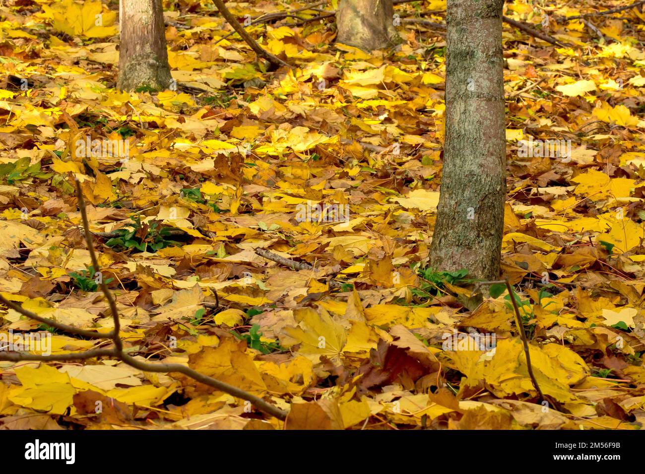 Ein Bild vom Boden eines kleinen, offenen Waldstücks im Herbst, der Boden mit den gefallenen gelben Blättern der Bäume. Stockfoto