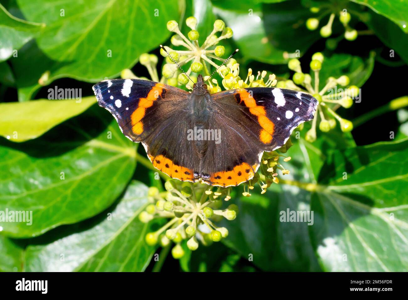 Roter Admiral (vanessa atalanta), Nahaufnahme des gemeinen Schmetterlings mit Flügeln, die sich von Ivy-Blumen ernähren (hedera Helix) Stockfoto