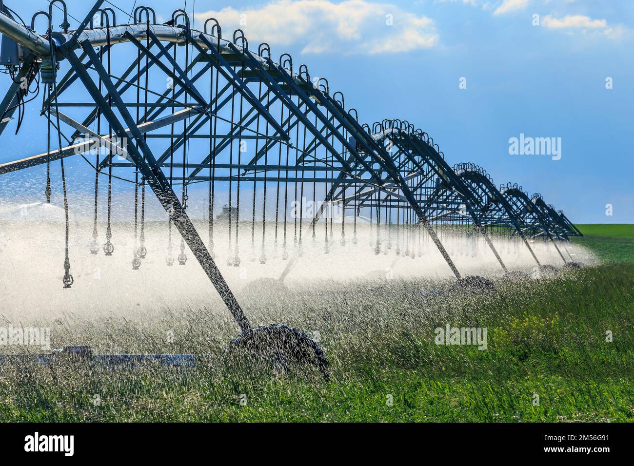 Bewässerungssprinkler sprühen Wasser auf ein Grünfeld im Süden Albertas Stockfoto
