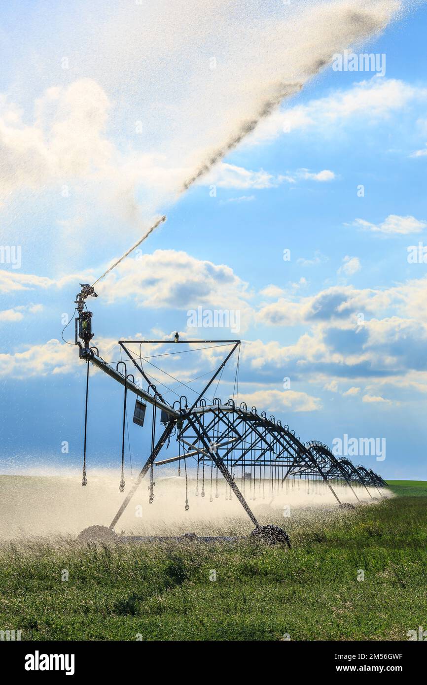 Bewässerungssprinkler sprühen Wasser auf ein Grünfeld im Süden Albertas Stockfoto