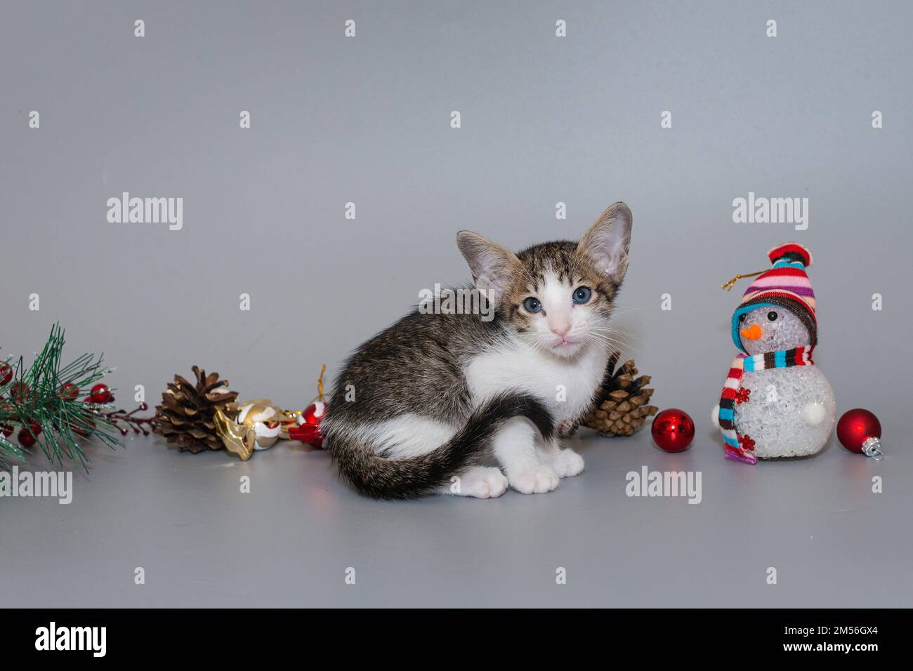 Kleine orientalische Kätzchen und Neujahrsdekoration auf grauem Hintergrund Stockfoto