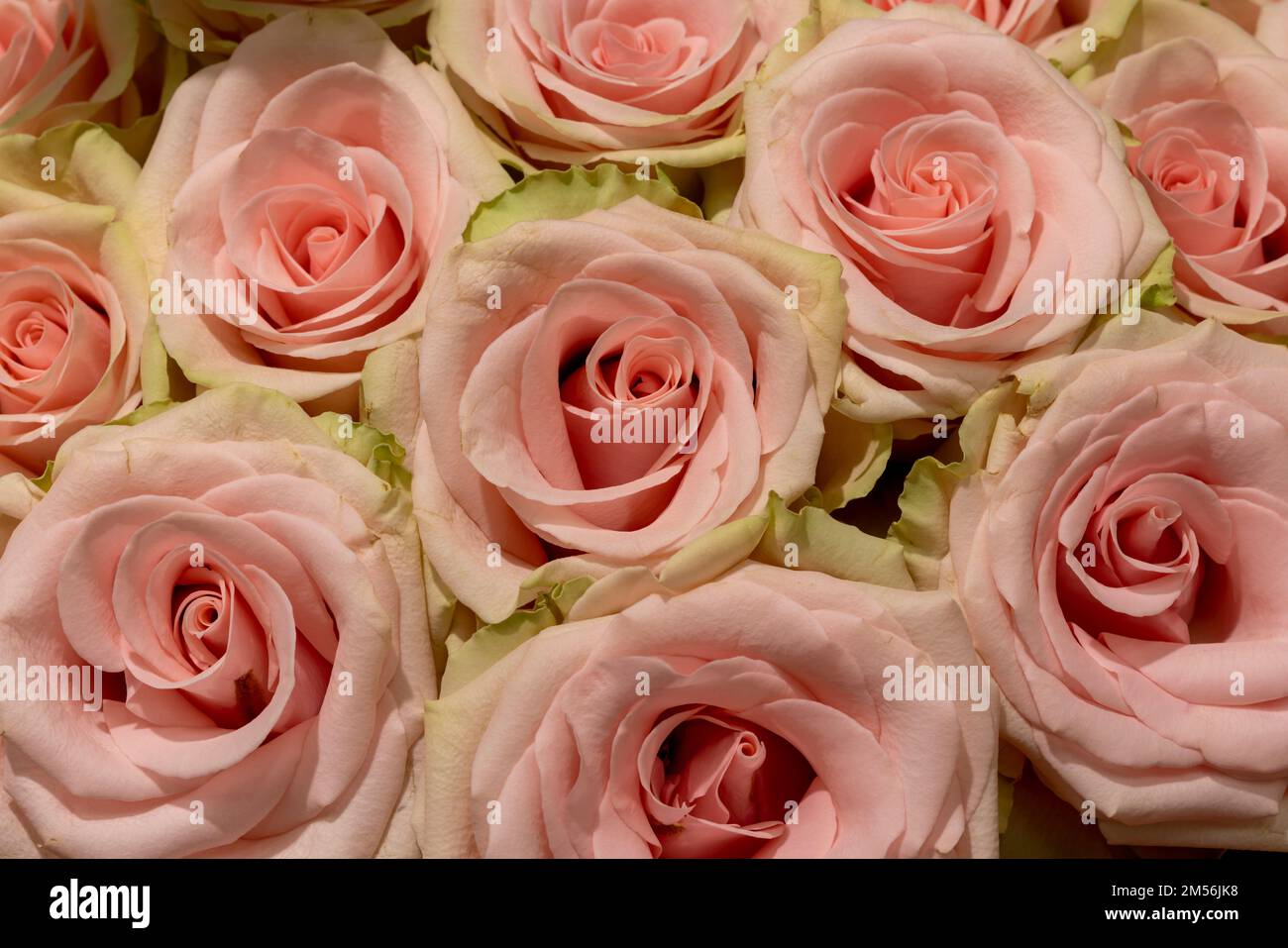 Aus Kolumbien importierte Rosen, die in Miami im Studio fotografiert wurden Stockfoto