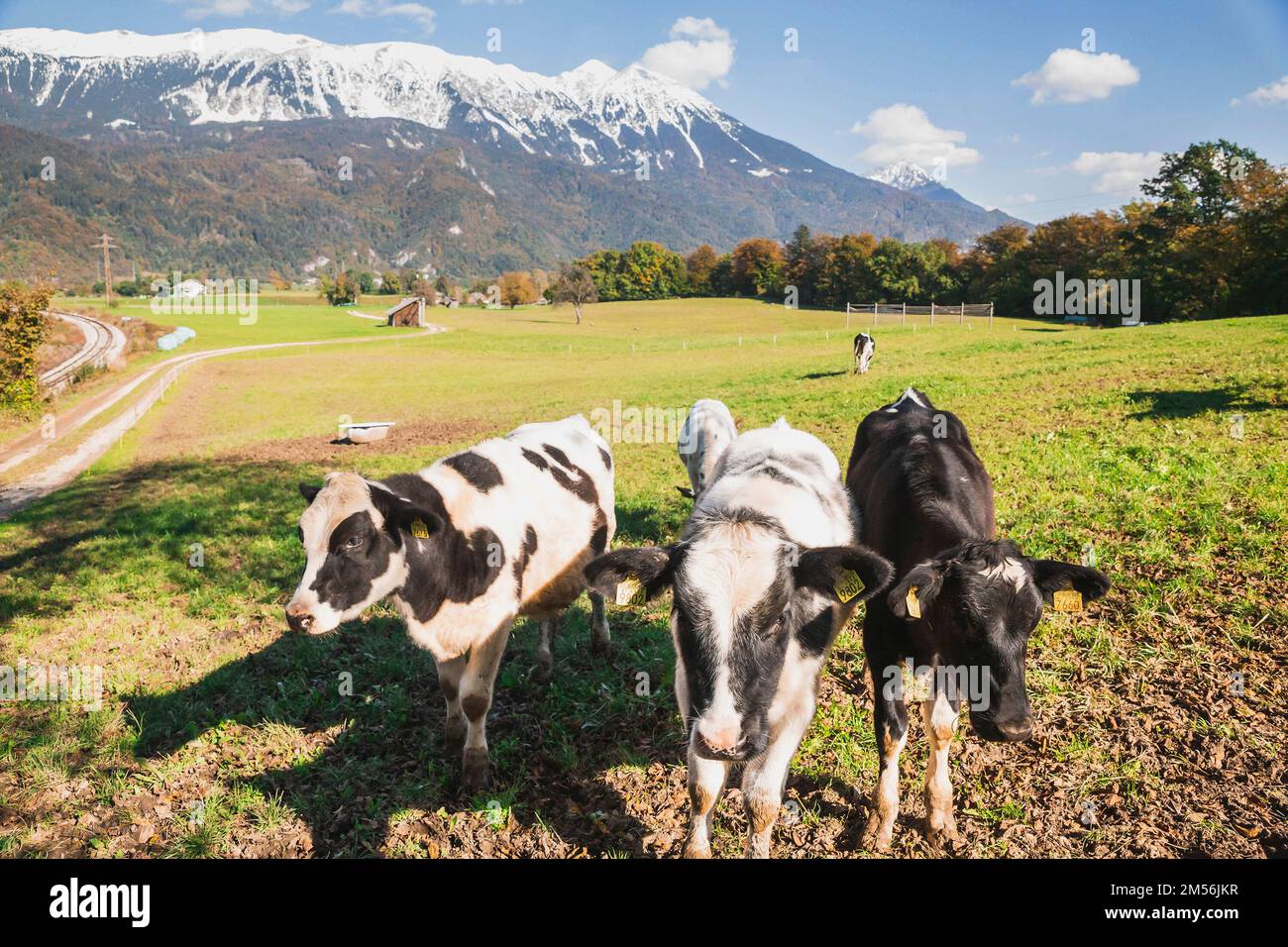 Kühe grasen auf einer Weide am Fuße der Alpen Stockfoto