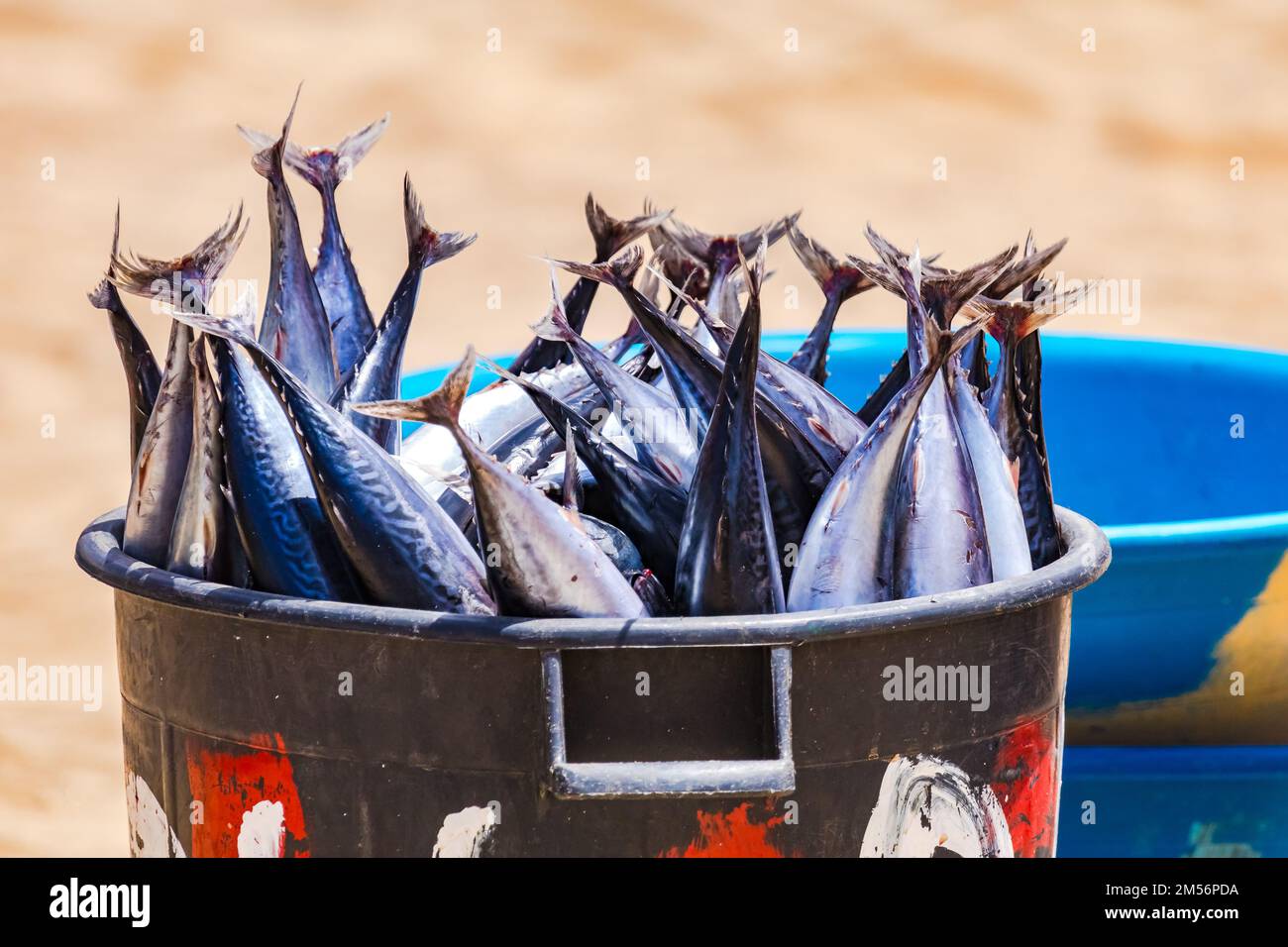 Viele markante, blau schimmernde Thunfische auf einem Markt auf Santiago Island, Kap Verde, Afrika Stockfoto