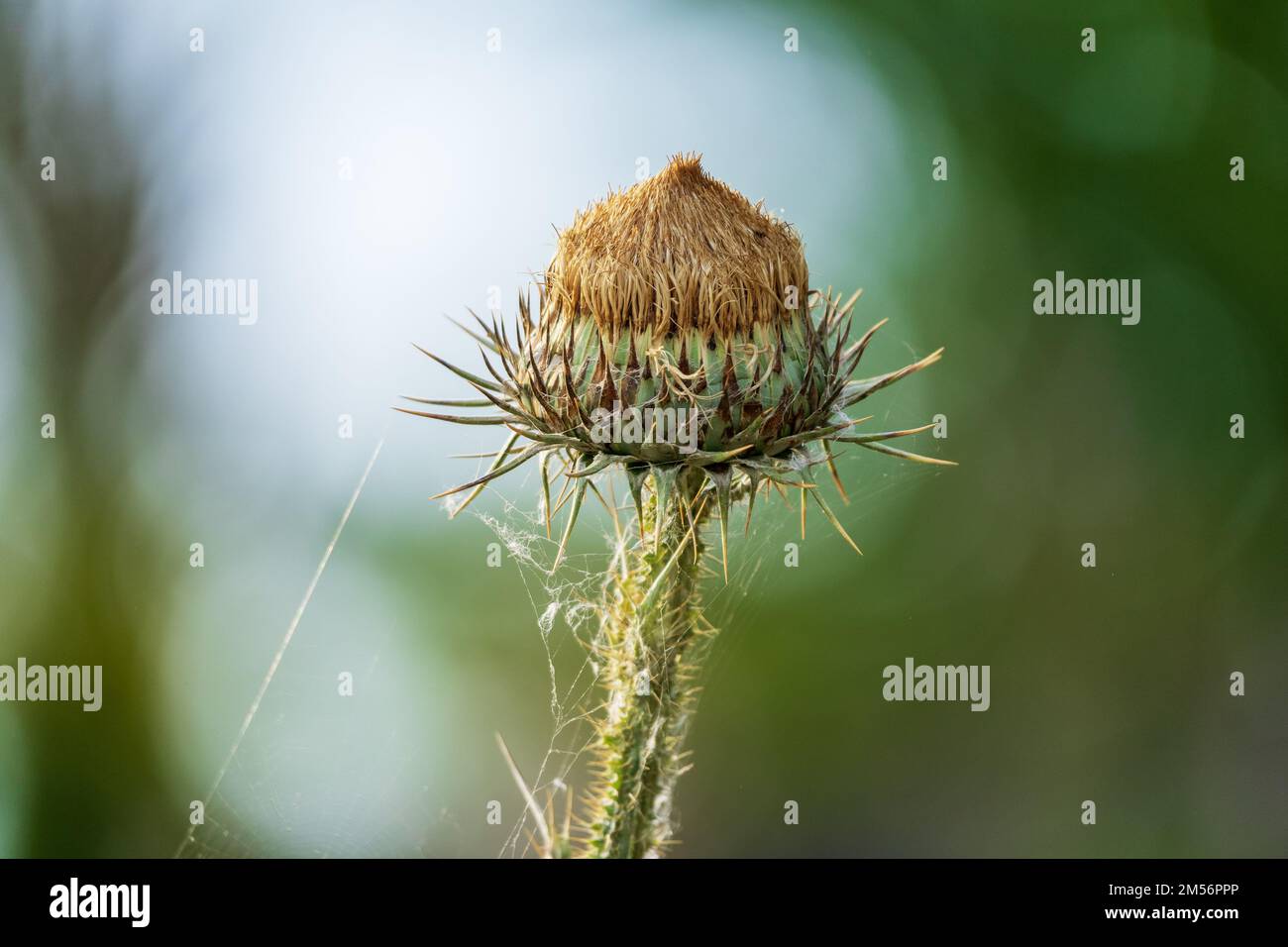 Bud of Arctium lappa über die Natur, Nahaufnahme. Stockfoto