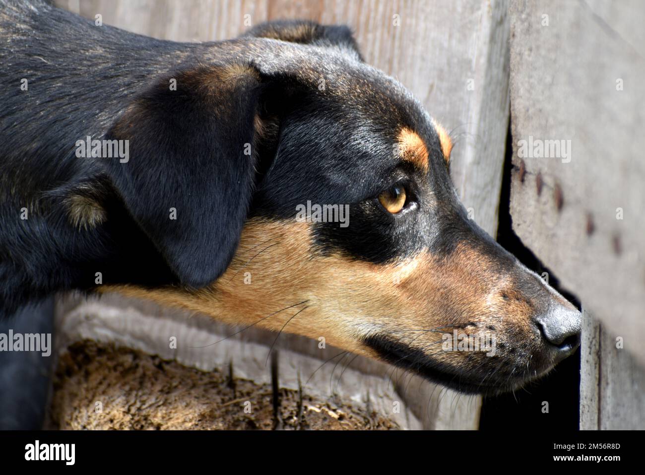 Seitliches Porträt eines schwarz-braunen Hundes, der durch eine Lücke schaut Stockfoto