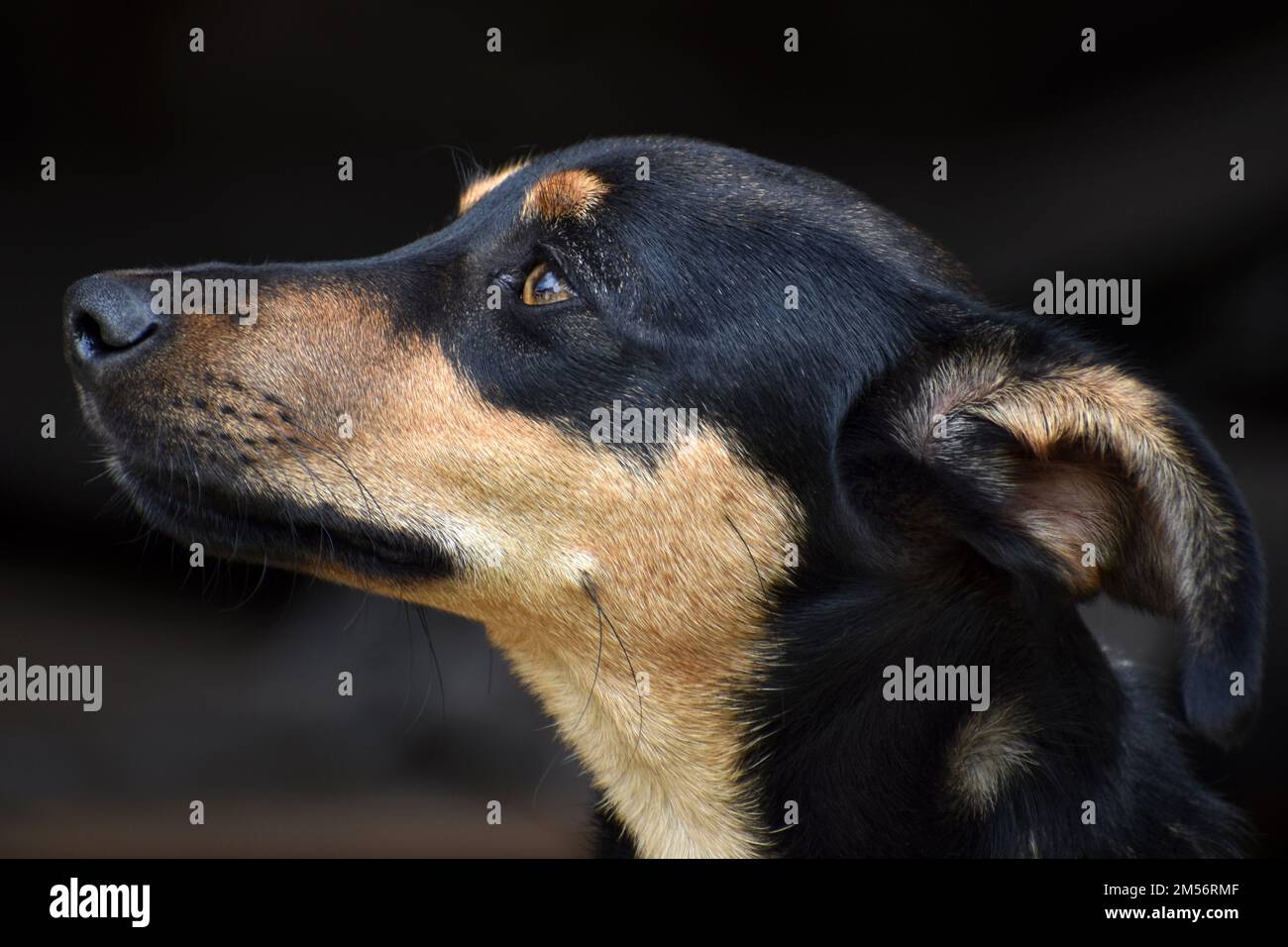 Seitenporträt eines schwarz-braunen Hundes Stockfoto