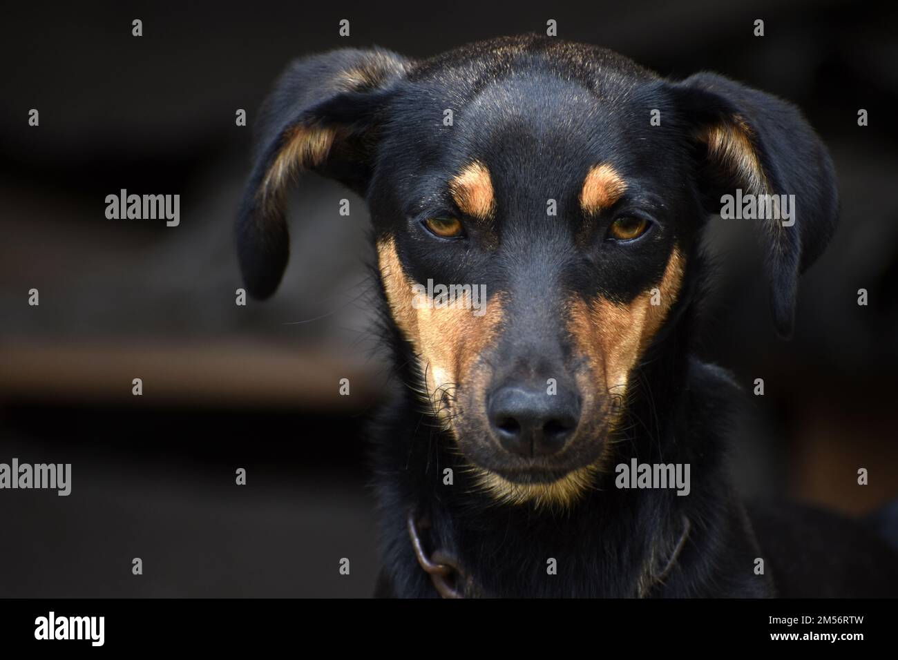 Porträt eines schwarzen und braunen Hundes, der in die Kamera schaut Stockfoto