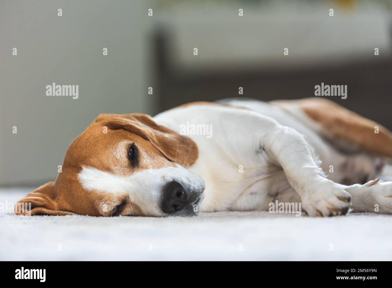 Trauriger und besorgter Hund, der drinnen auf dem Teppichboden lag Stockfoto