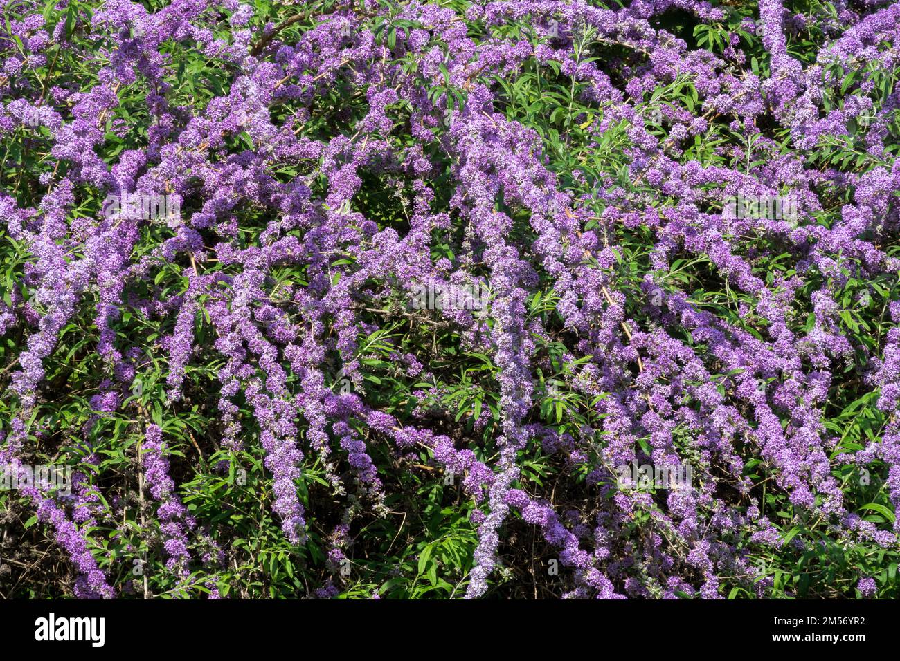 Brunnen Schmetterlingsbusch, Buddleja alternifolia, Blumen, Bogenschießen Stockfoto