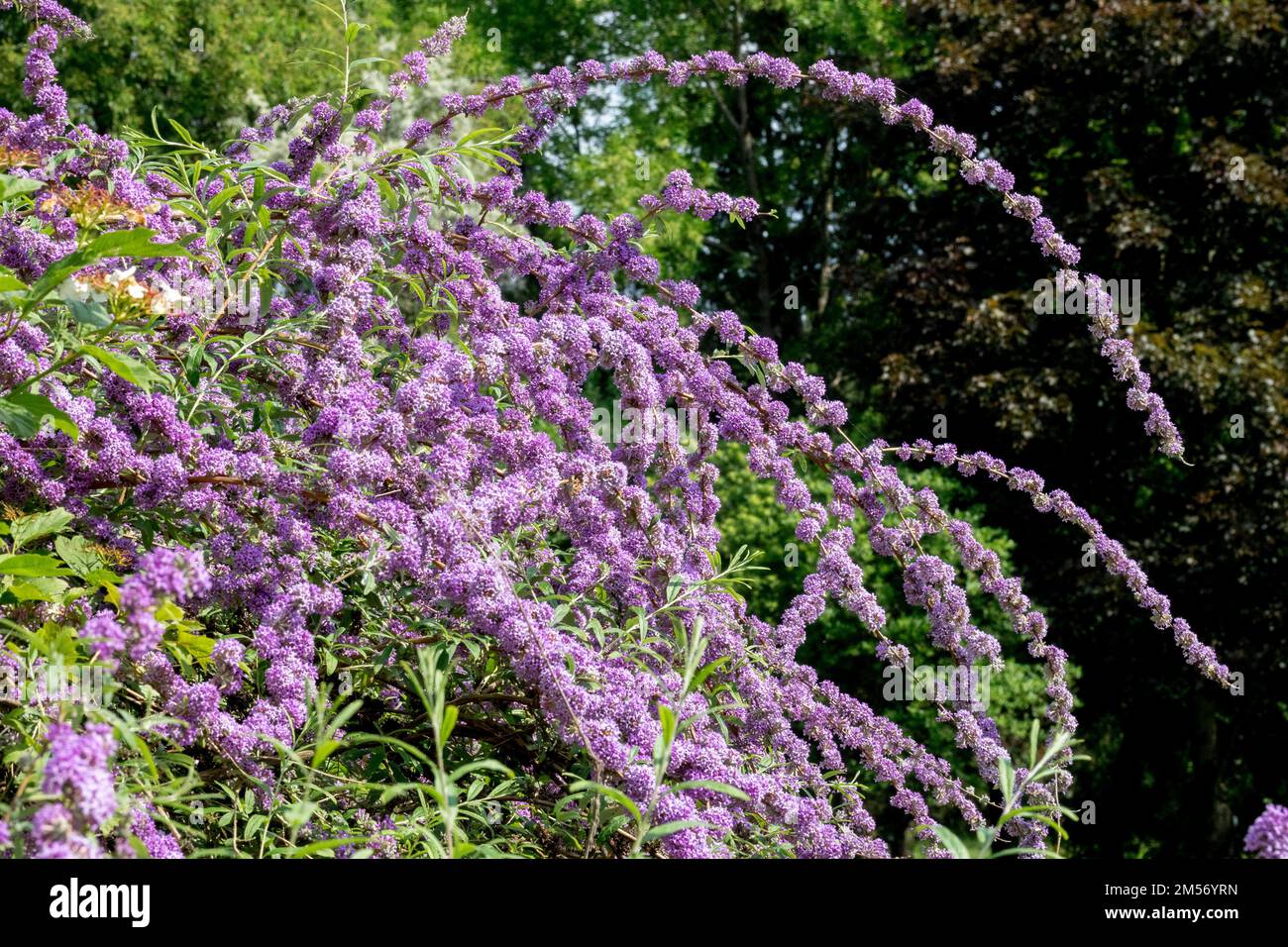 Springbrunnen-Schmetterlingsbusch, Buddleja alternifolia, die anmutig blühende Stämme im Garten an der Buddleja-Grenze kreist Stockfoto