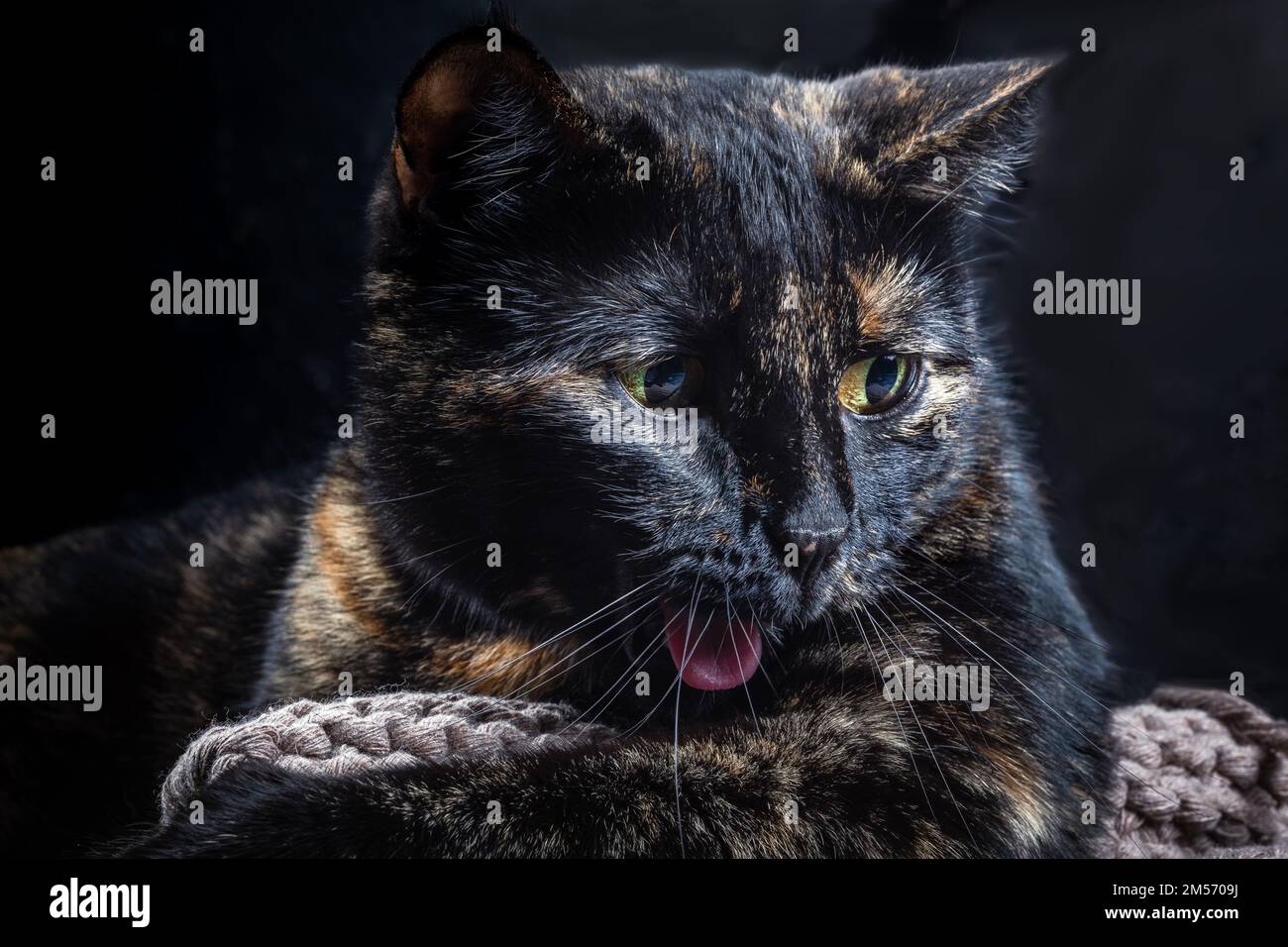 Weibliche Katze mit Calico-farbigen Pelzgähnen. Katze mit ausgestreckter Zunge. Stockfoto